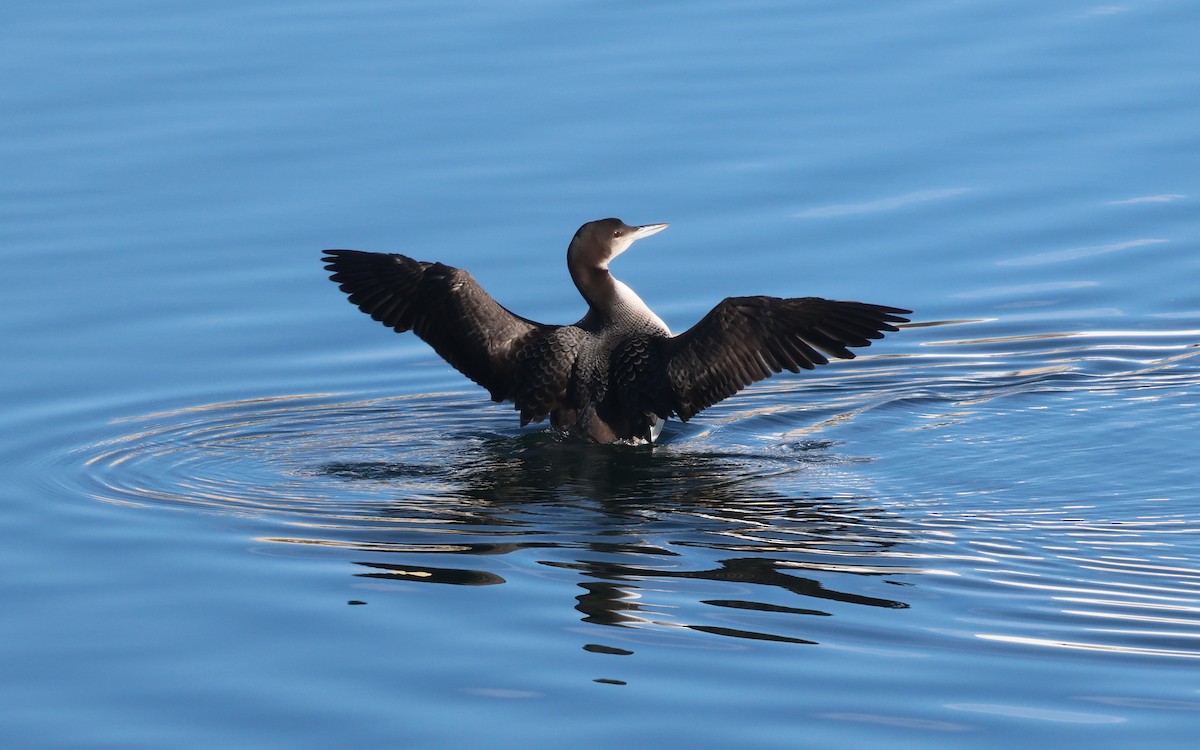 Common Loon - ML646574698