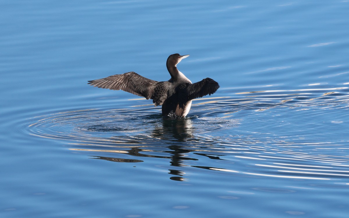 Common Loon - ML646574699