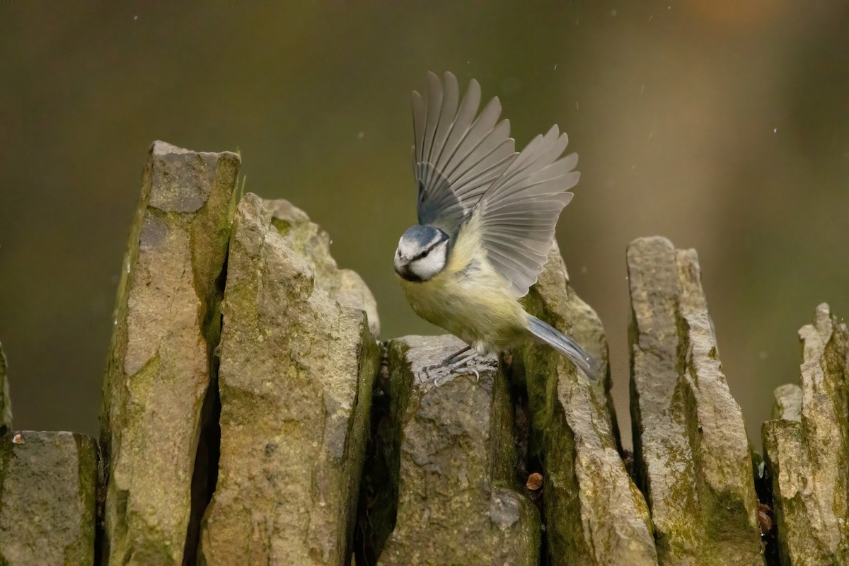 アオガラ - ML646574700