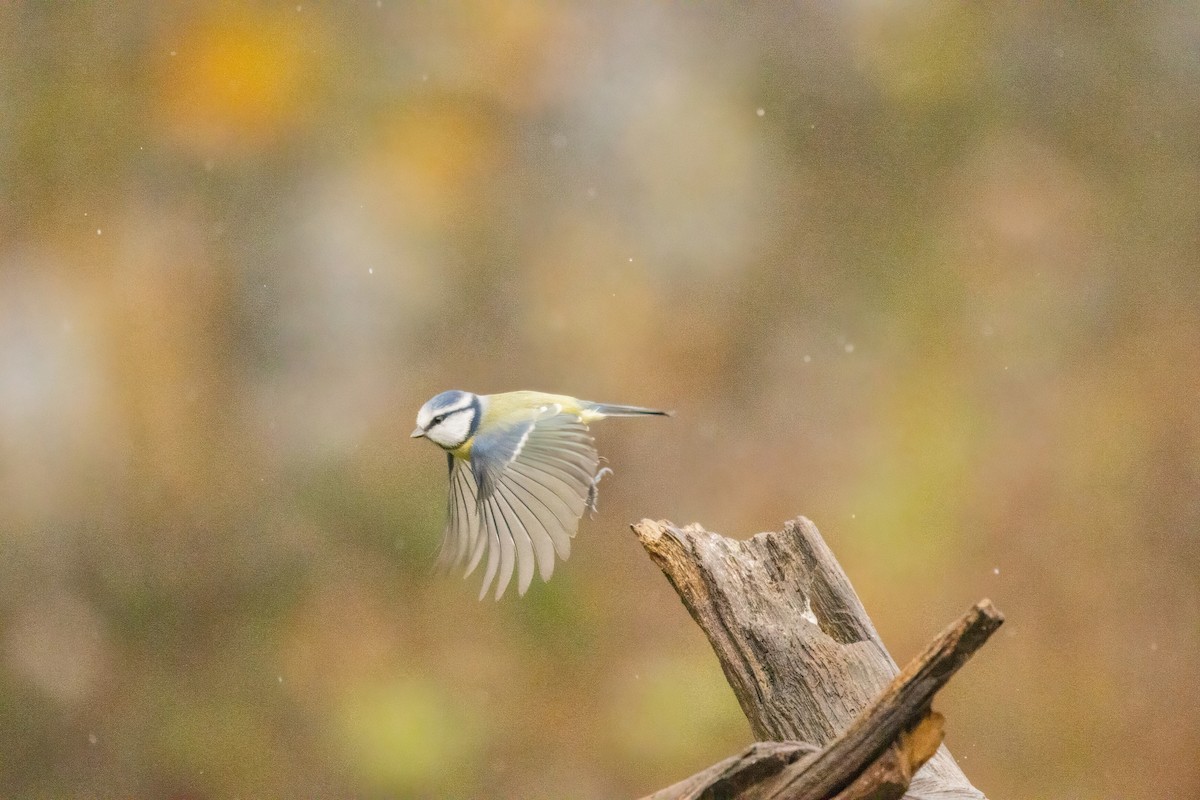 アオガラ - ML646574701