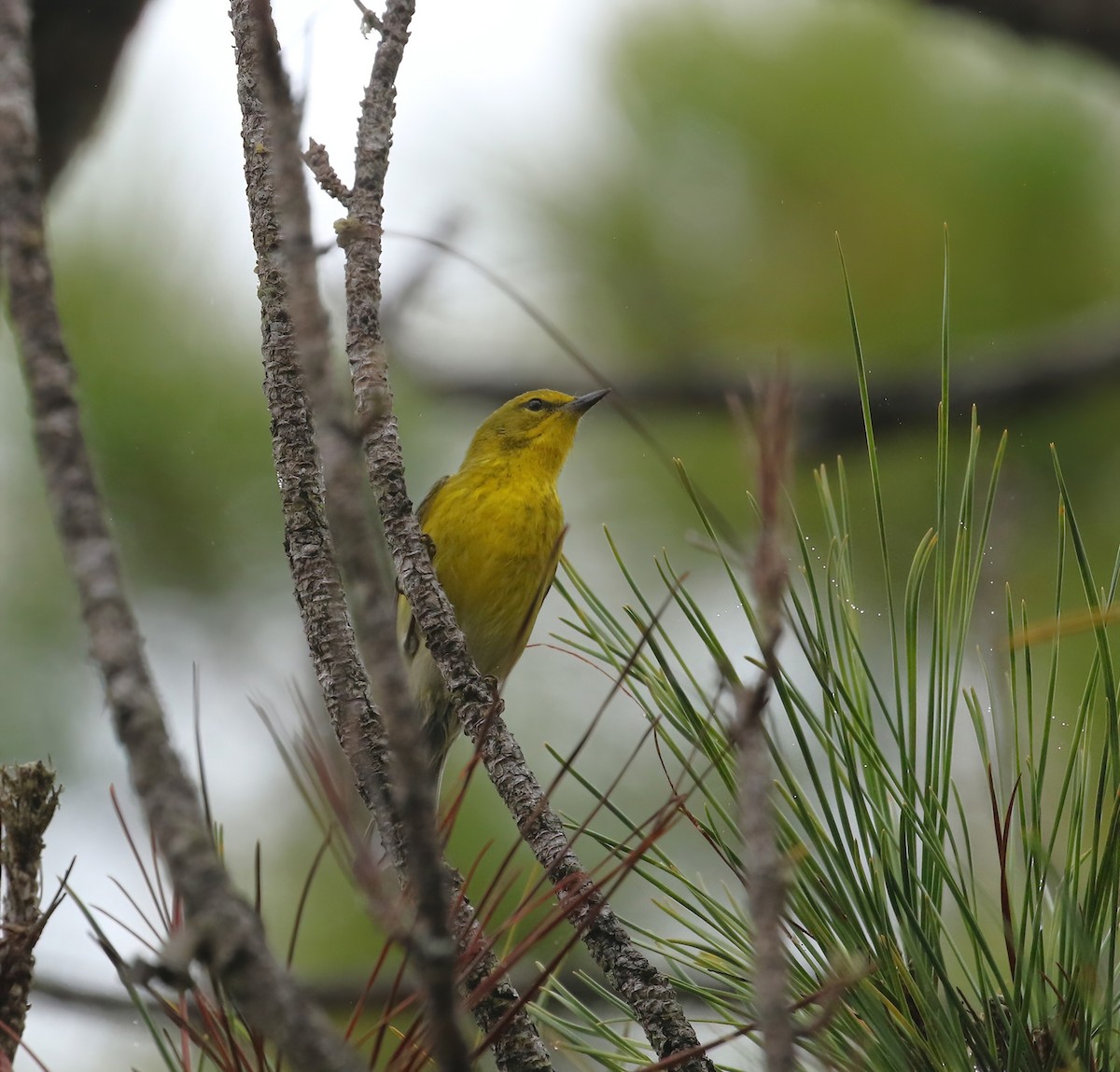 Paruline des pins - ML646574706