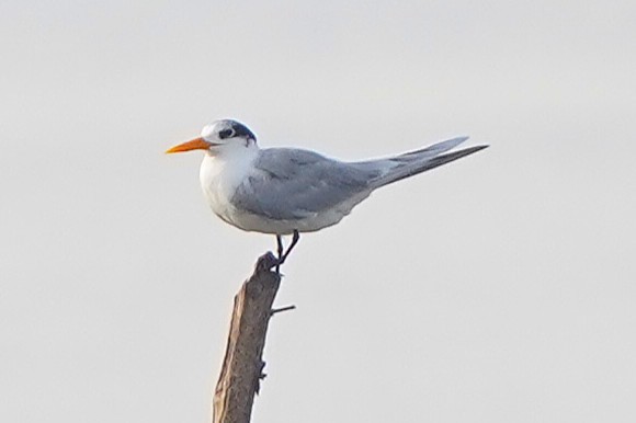 Lesser Crested Tern - ML646574714