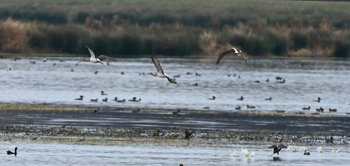 Ібіс білий - ML646574715