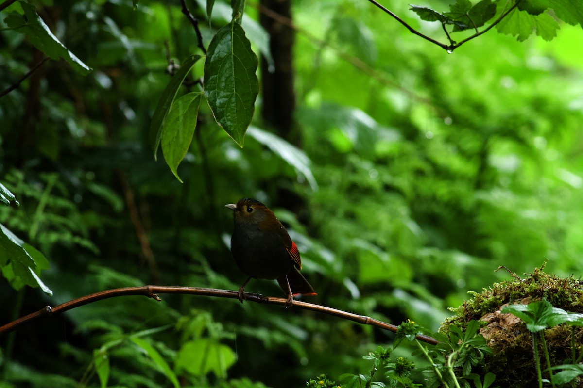 Emei Shan Liocichla - ML646574717