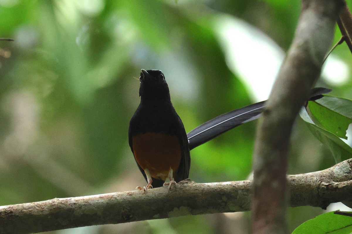 White-rumped Shama - ML646574718