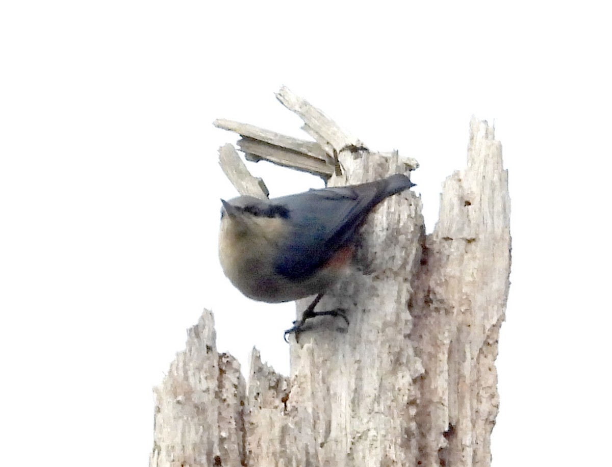 Chestnut-vented Nuthatch - ML646574719