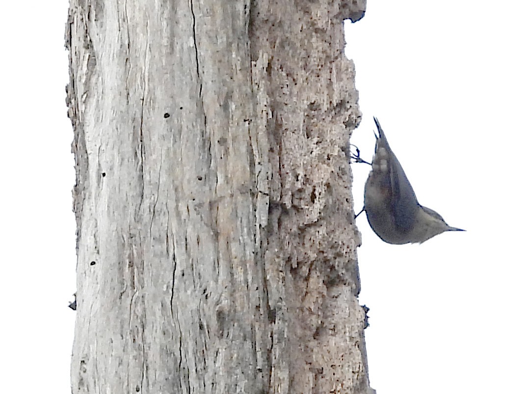 Chestnut-vented Nuthatch - ML646574720