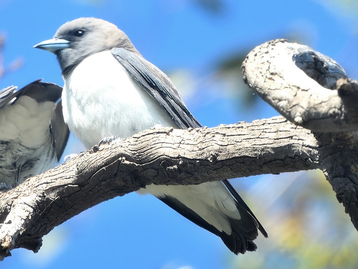 White-breasted Woodswallow - ML646574723