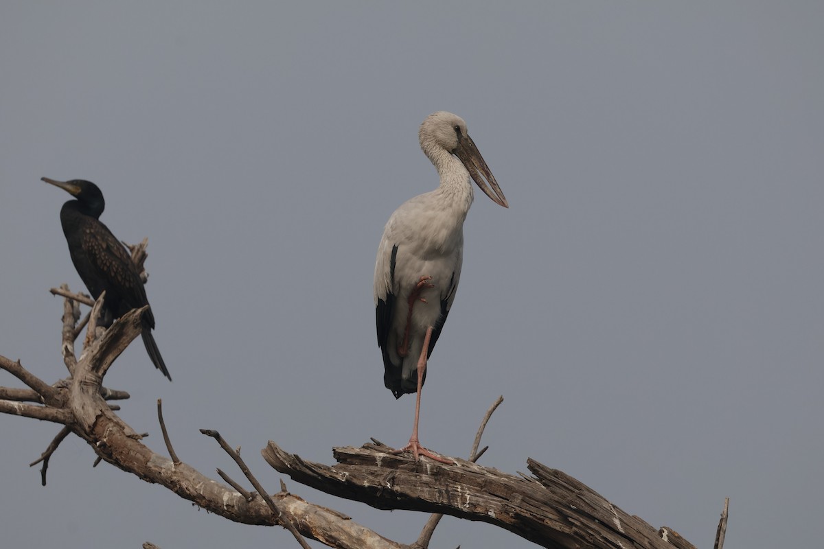 Silberklaffschnabel - ML646574724