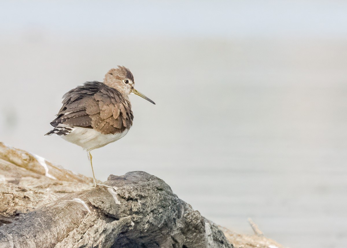 vodouš kropenatý - ML646574732