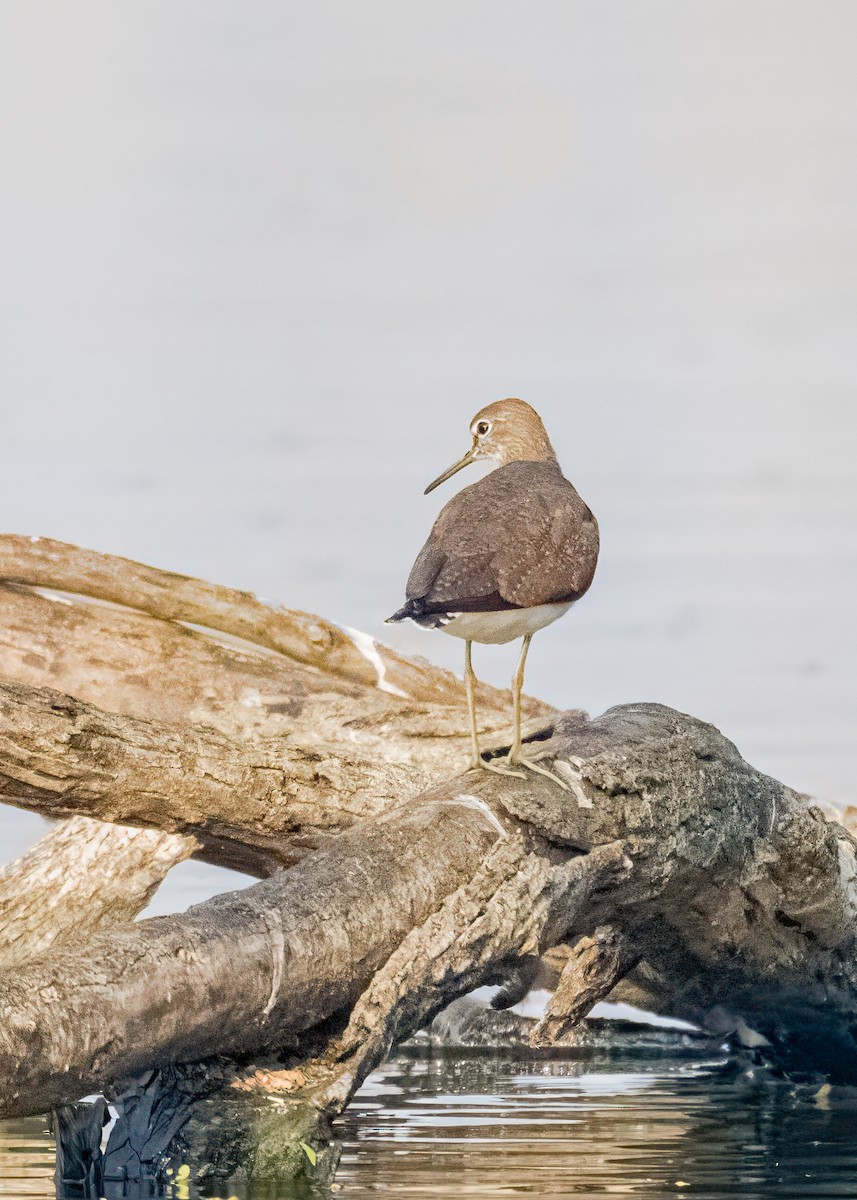 vodouš kropenatý - ML646574734