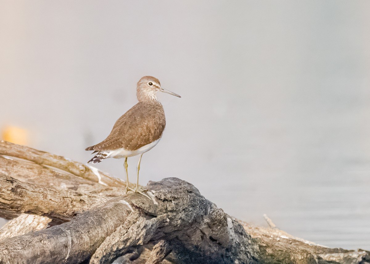 vodouš kropenatý - ML646574736