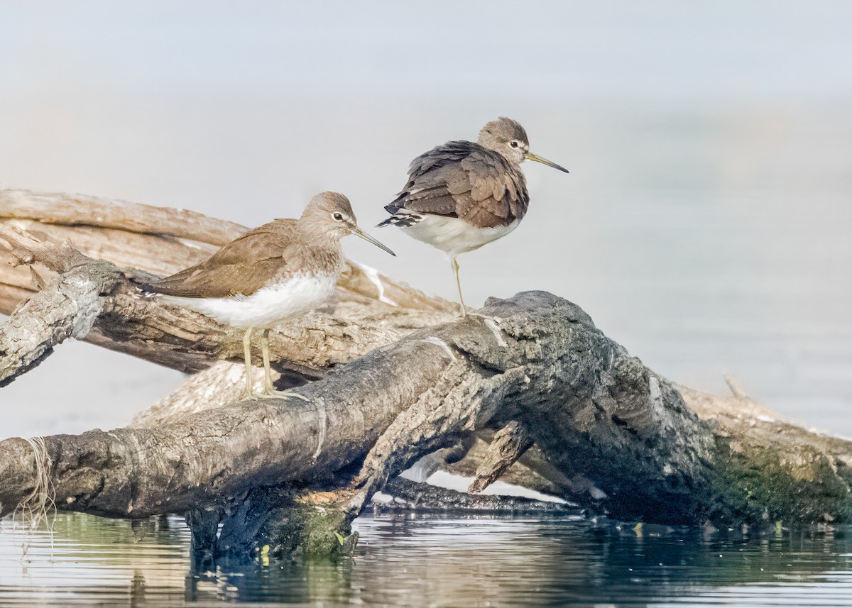 vodouš kropenatý - ML646574739