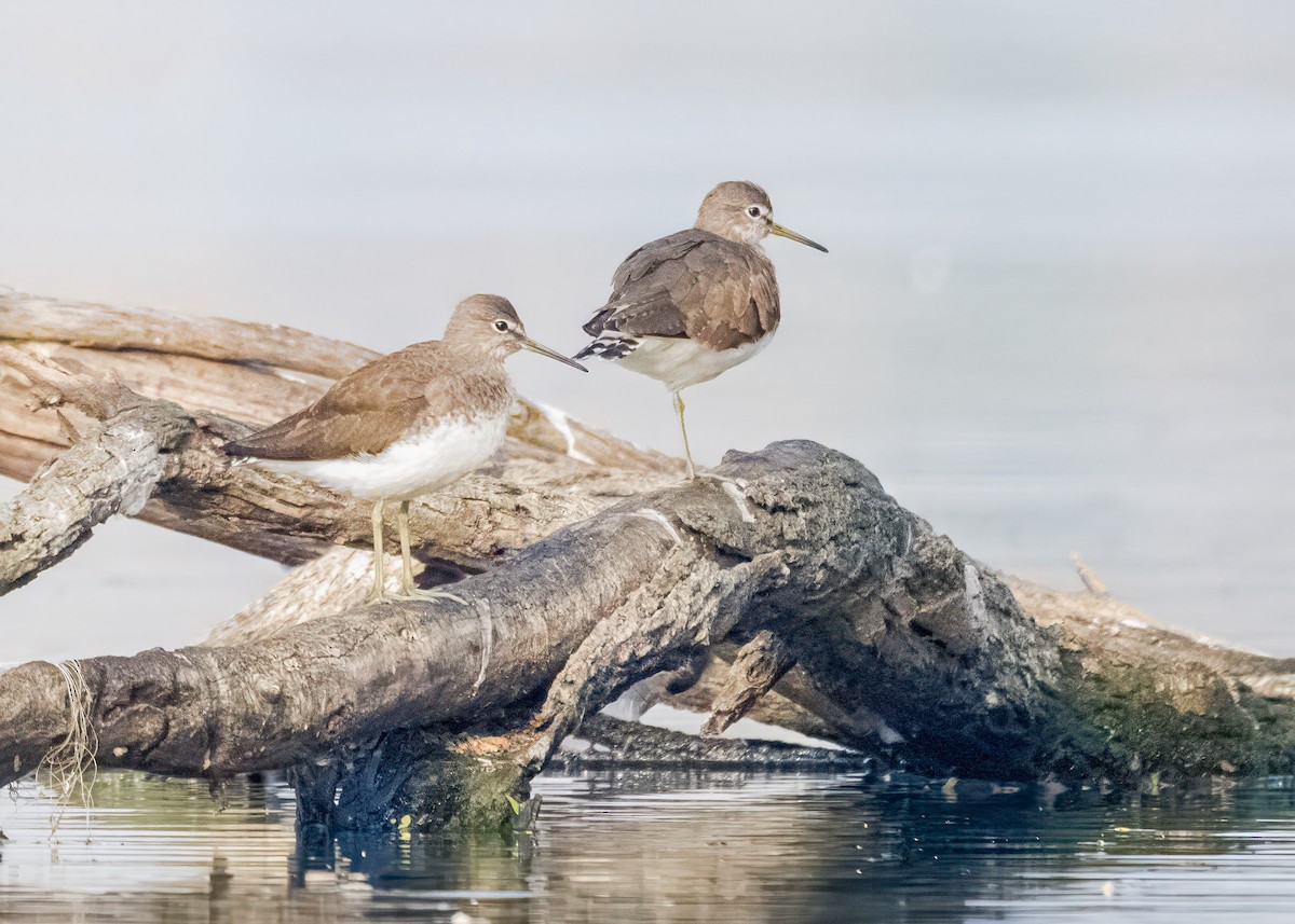 vodouš kropenatý - ML646574740