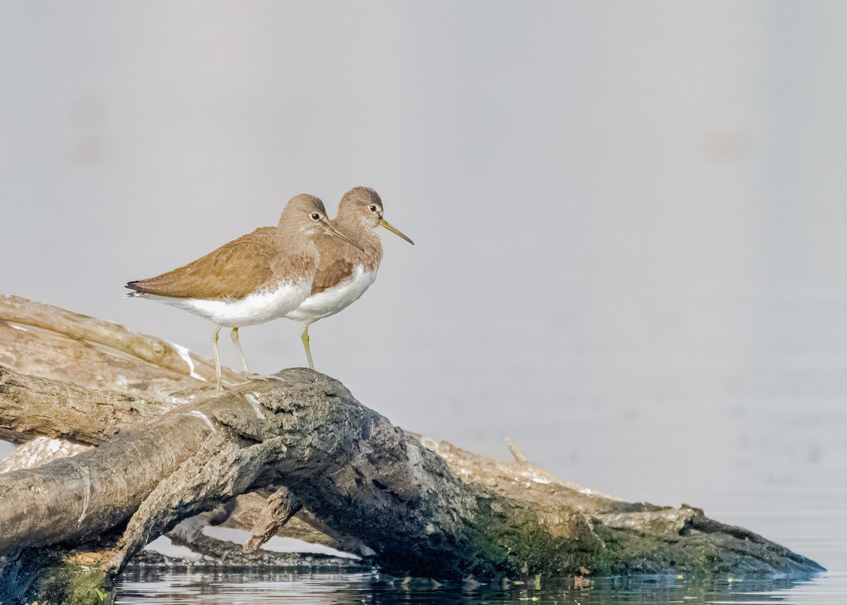 vodouš kropenatý - ML646574741