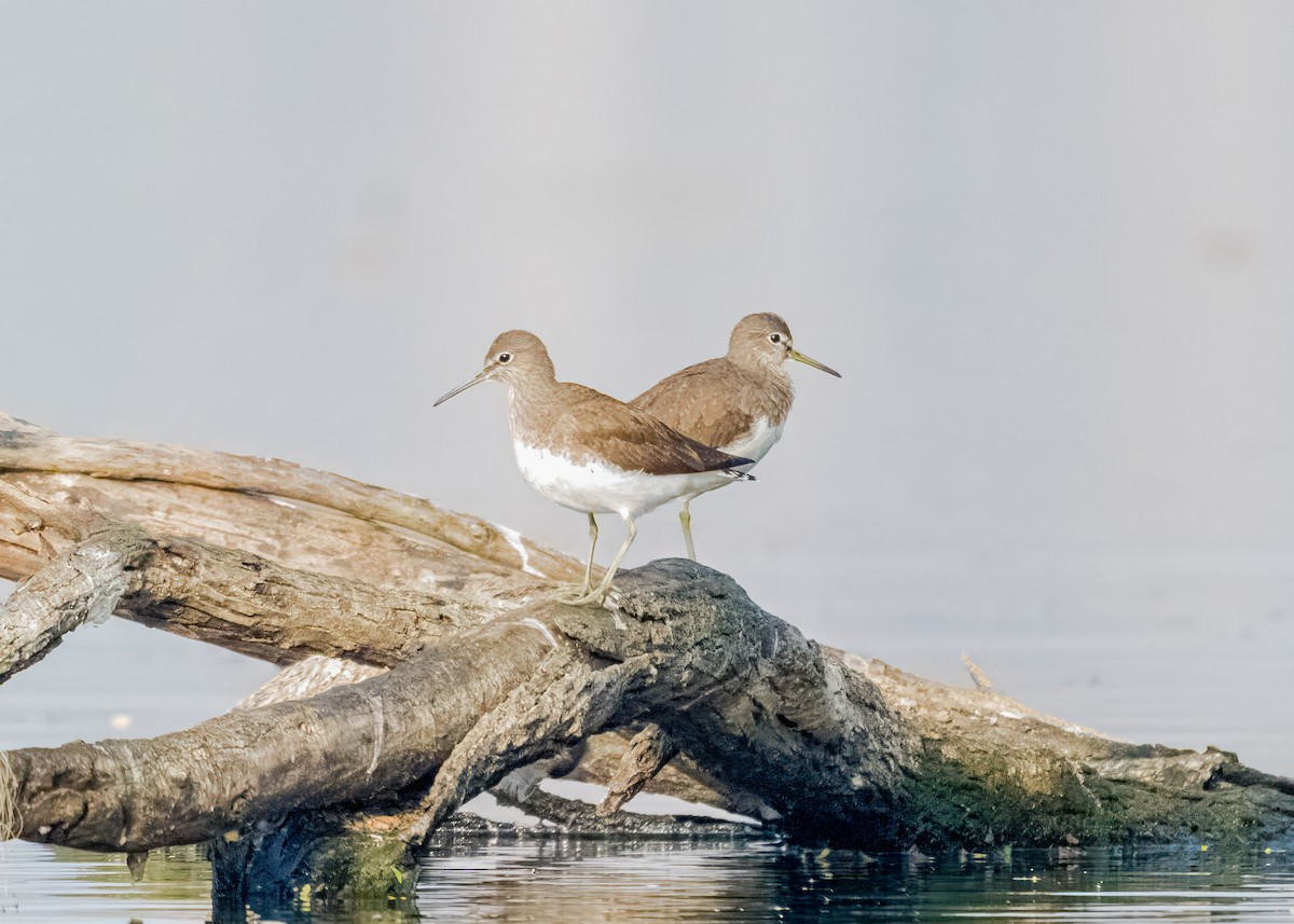 vodouš kropenatý - ML646574742