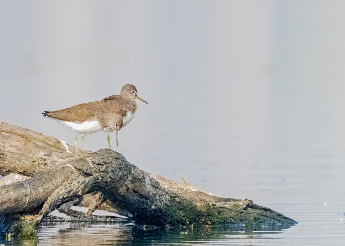 vodouš kropenatý - ML646574744