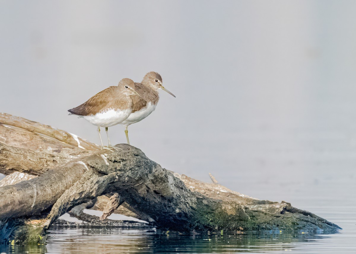 vodouš kropenatý - ML646574745