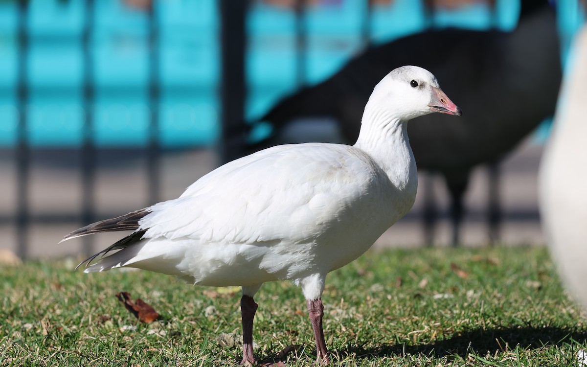 Ross's Goose - ML646574746