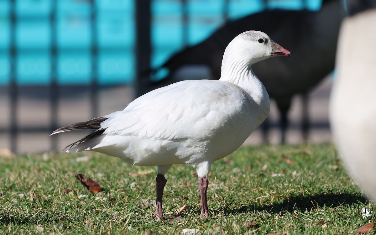 Ross's Goose - ML646574747
