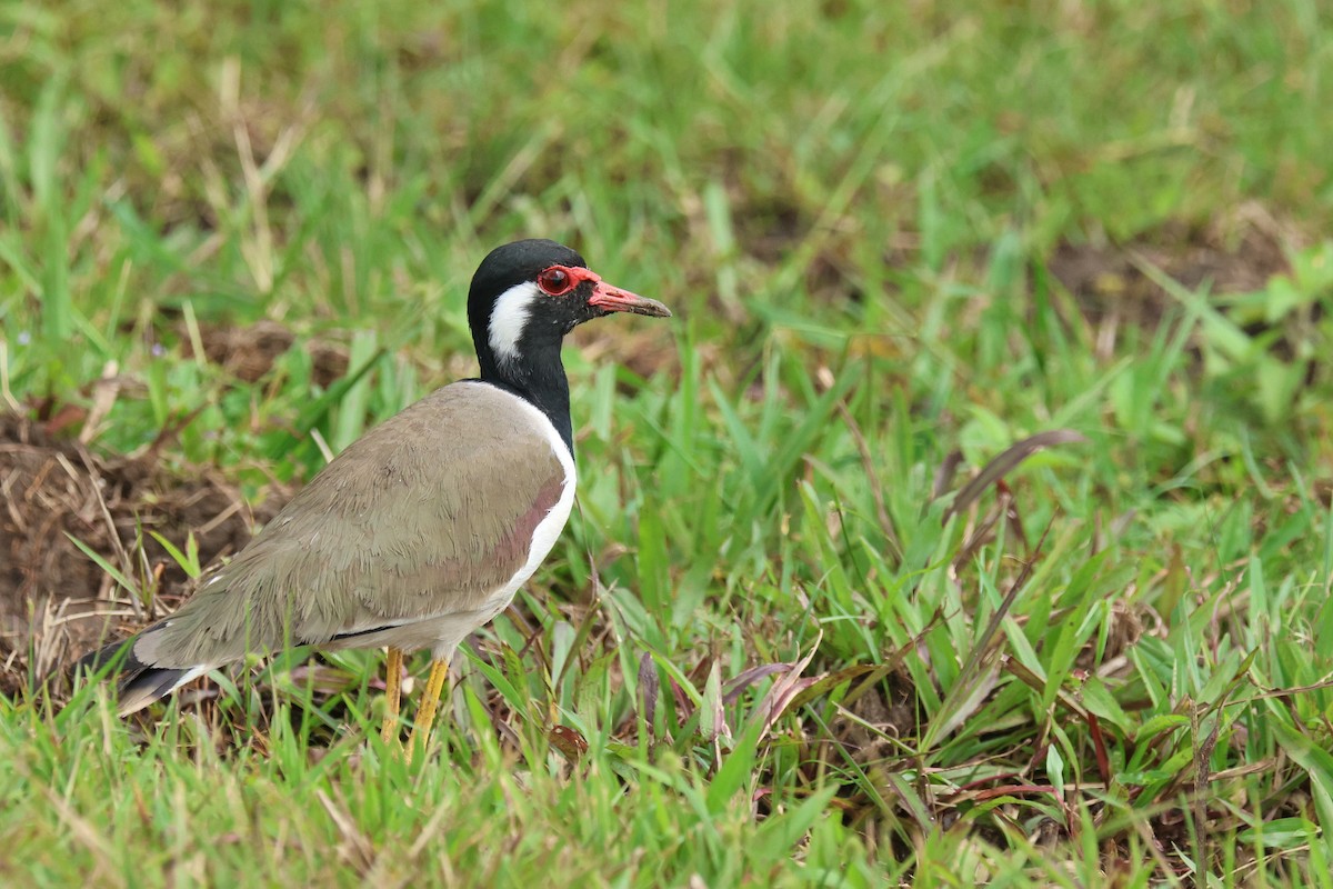 čejka černoprsá - ML646574748