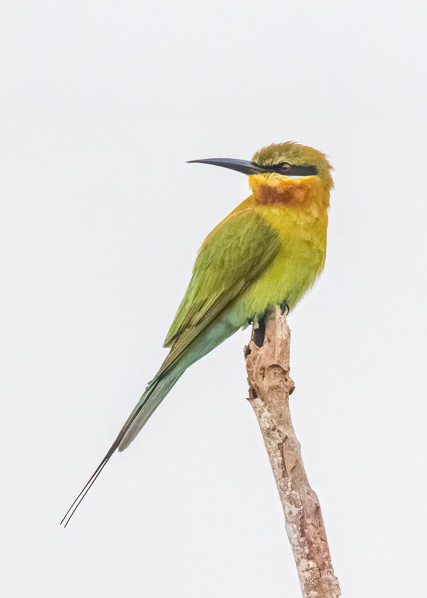 vlha modroocasá - ML646574759