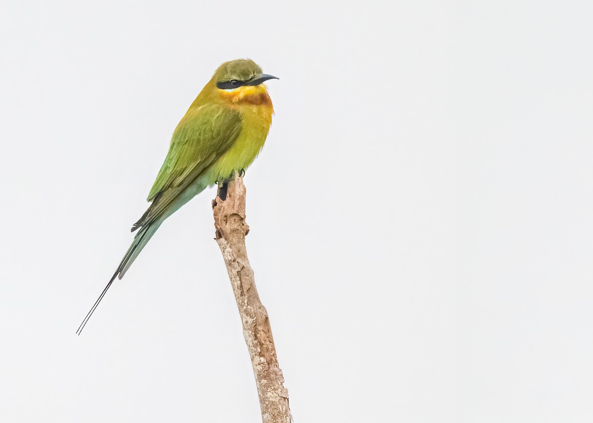 vlha modroocasá - ML646574760