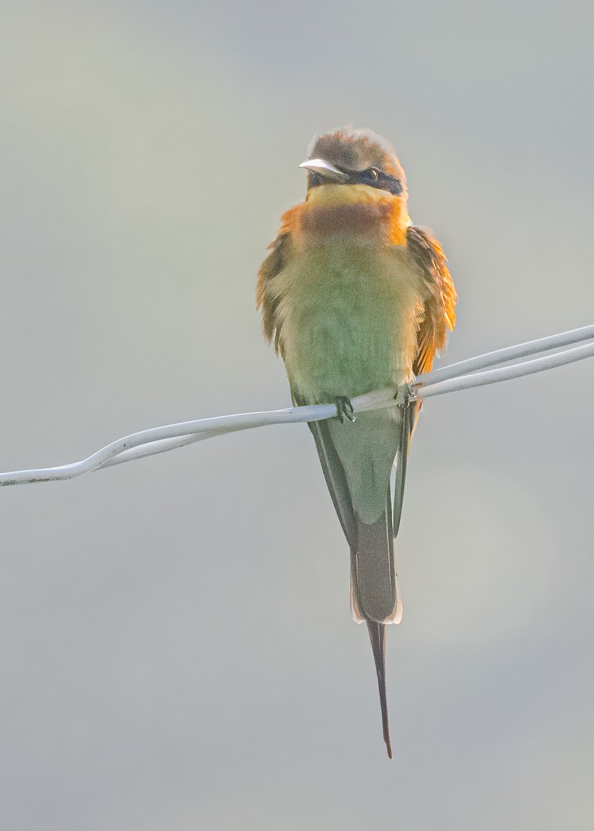 vlha modroocasá - ML646574762