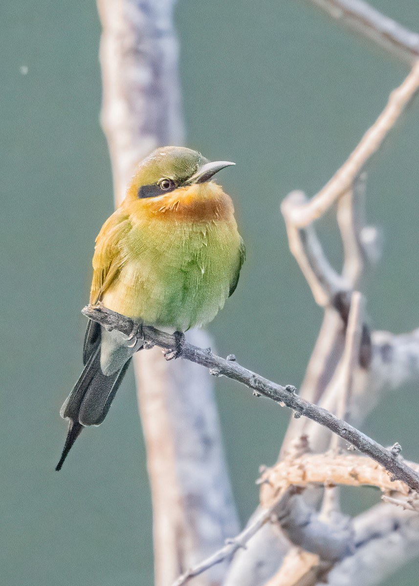 vlha modroocasá - ML646574764