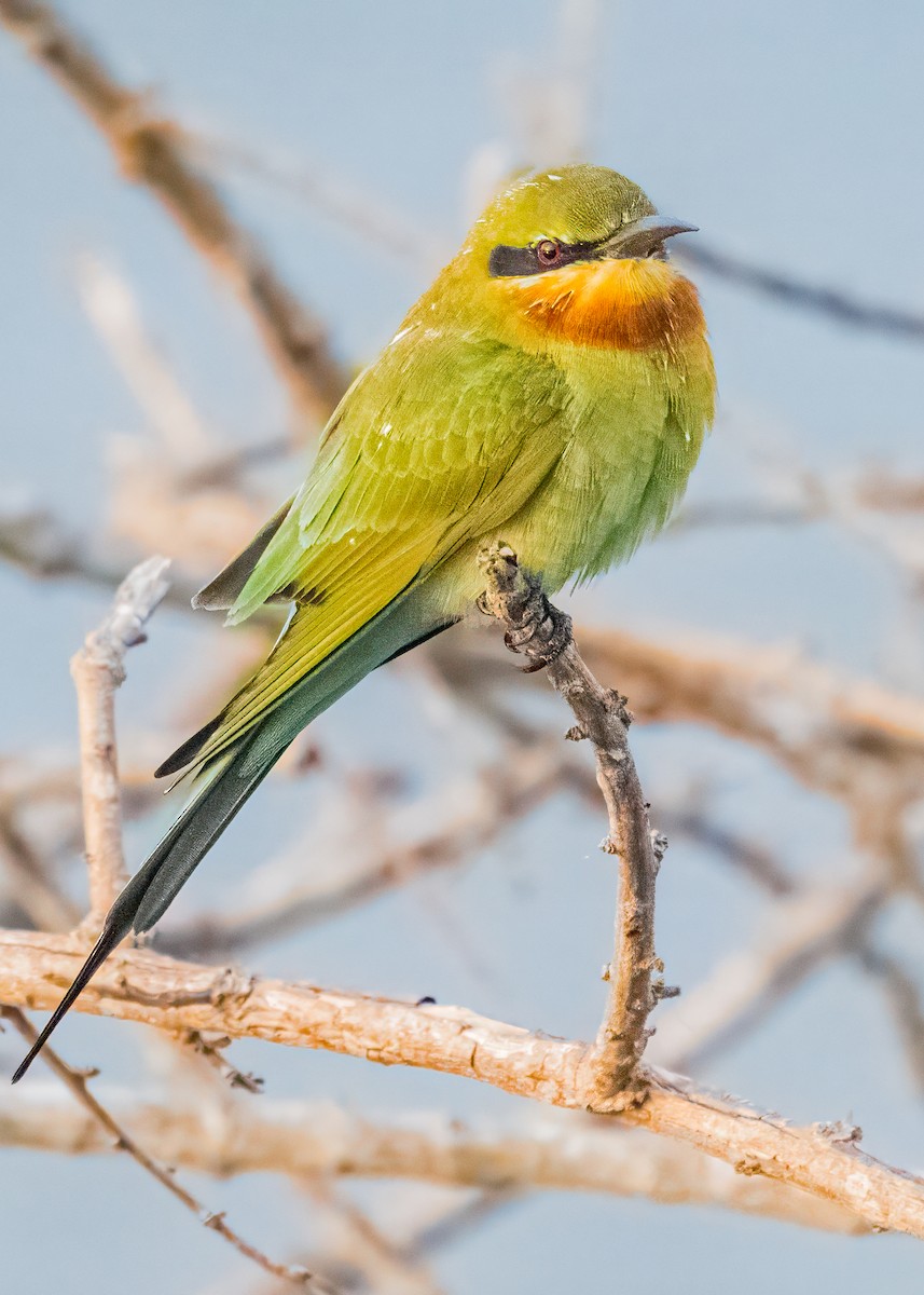 vlha modroocasá - ML646574765