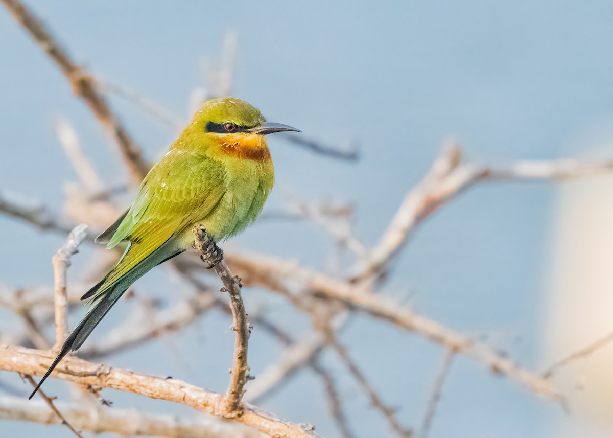 vlha modroocasá - ML646574766