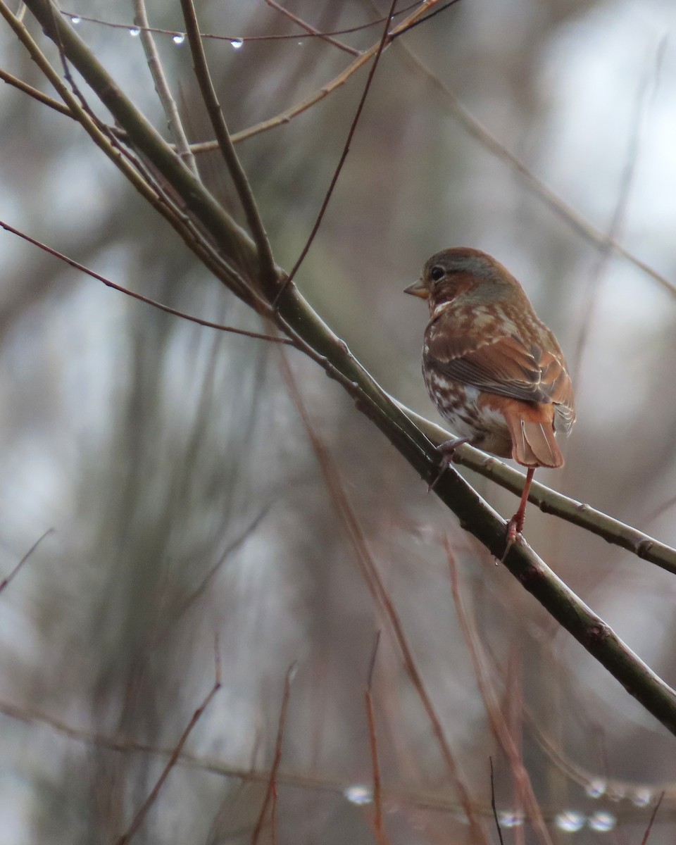 Fox Sparrow - ML646574771