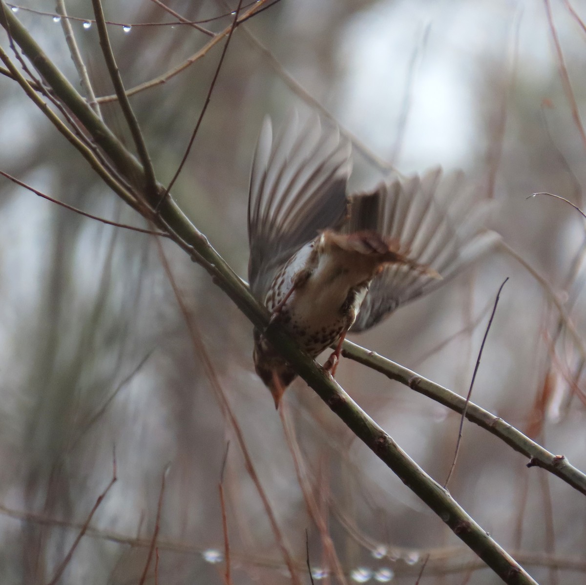 Fox Sparrow - ML646574773
