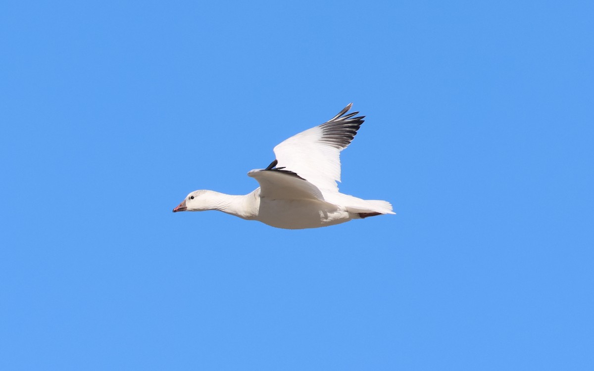 Ross's Goose - ML646574790