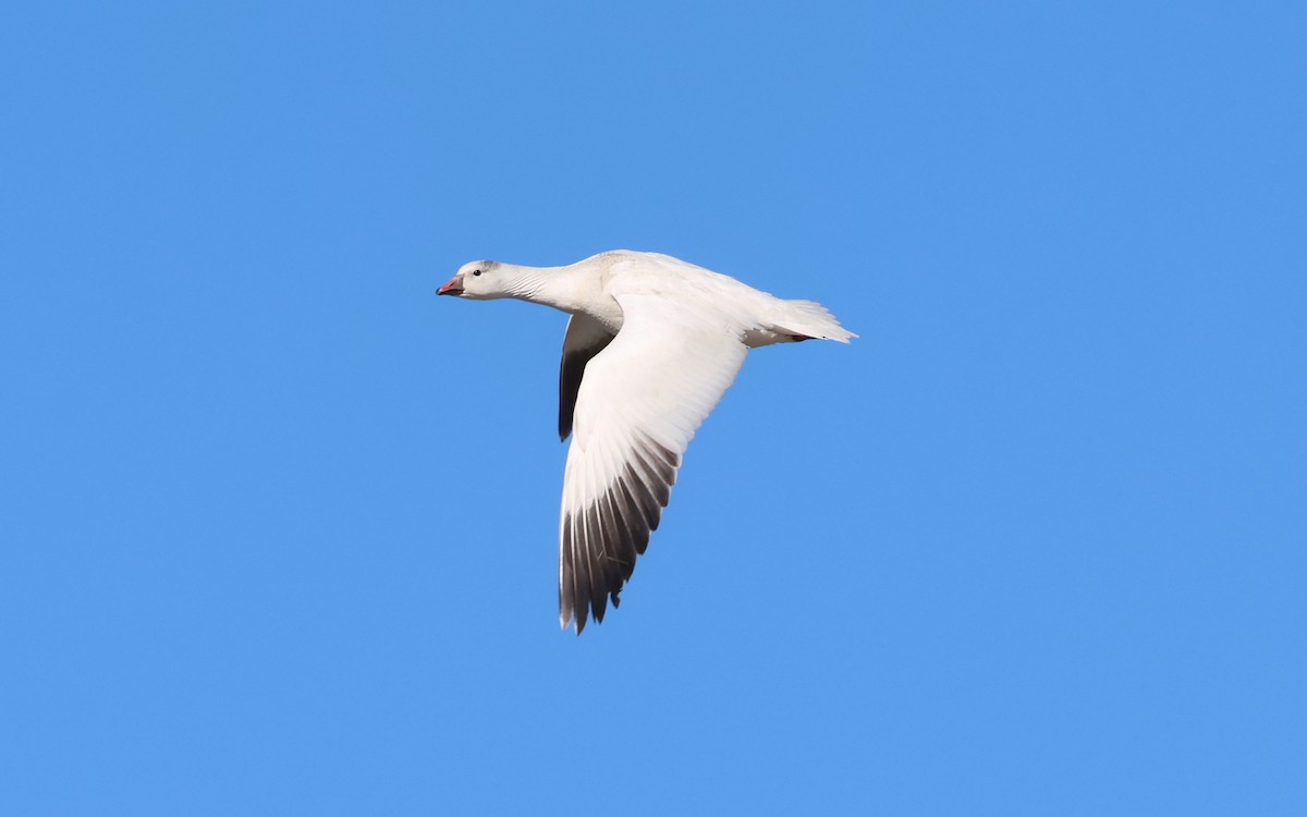 Ross's Goose - ML646574791