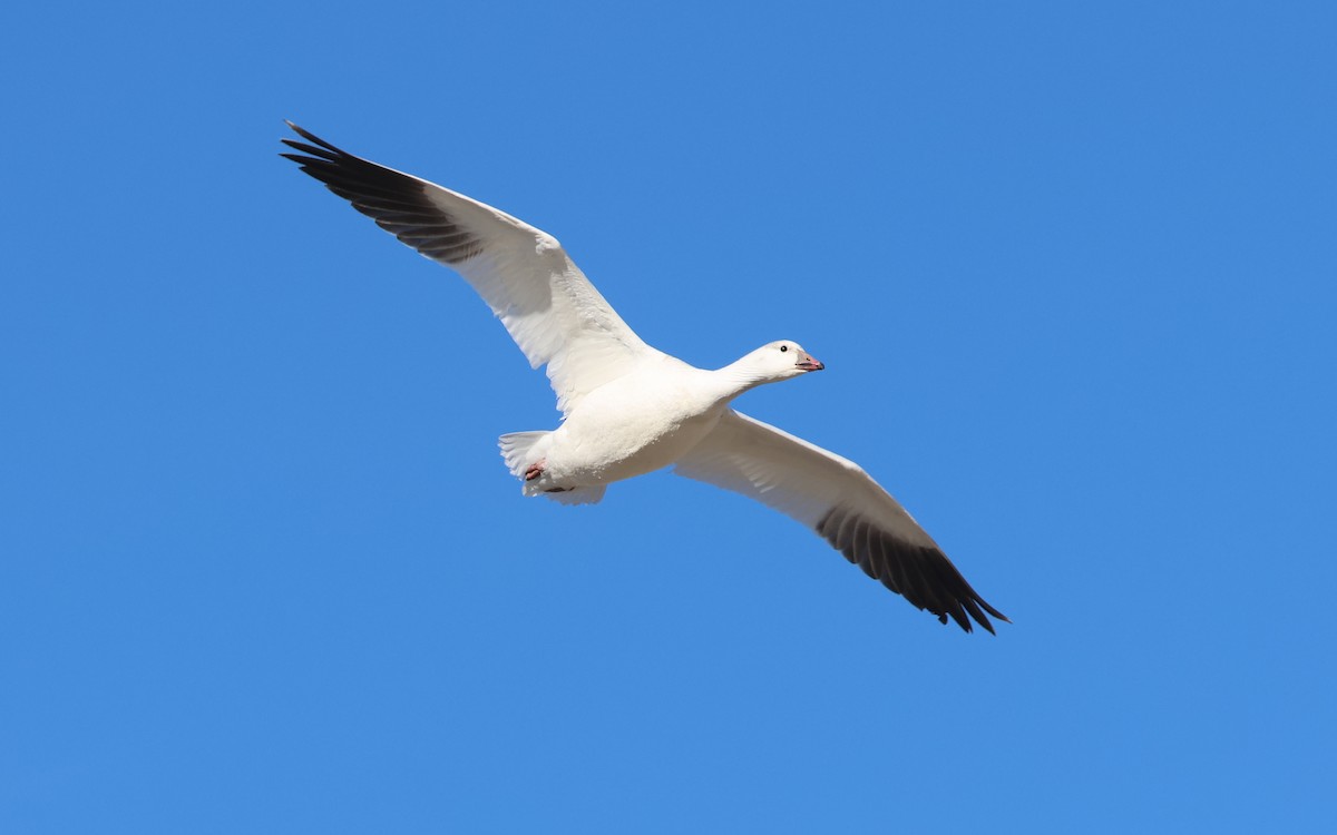 Ross's Goose - ML646574793