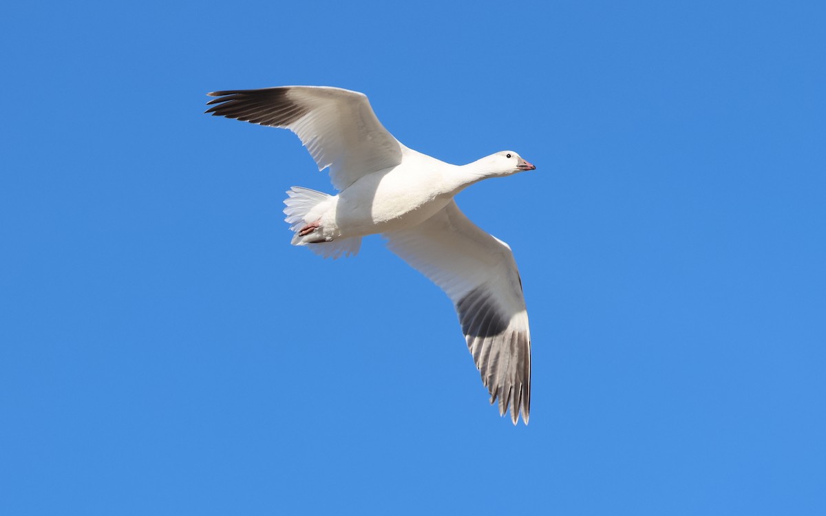 Ross's Goose - ML646574794