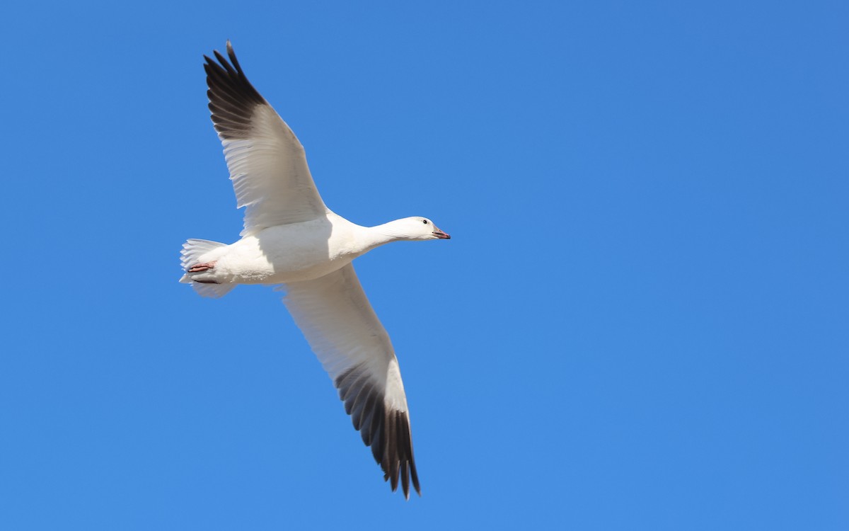 Ross's Goose - ML646574795