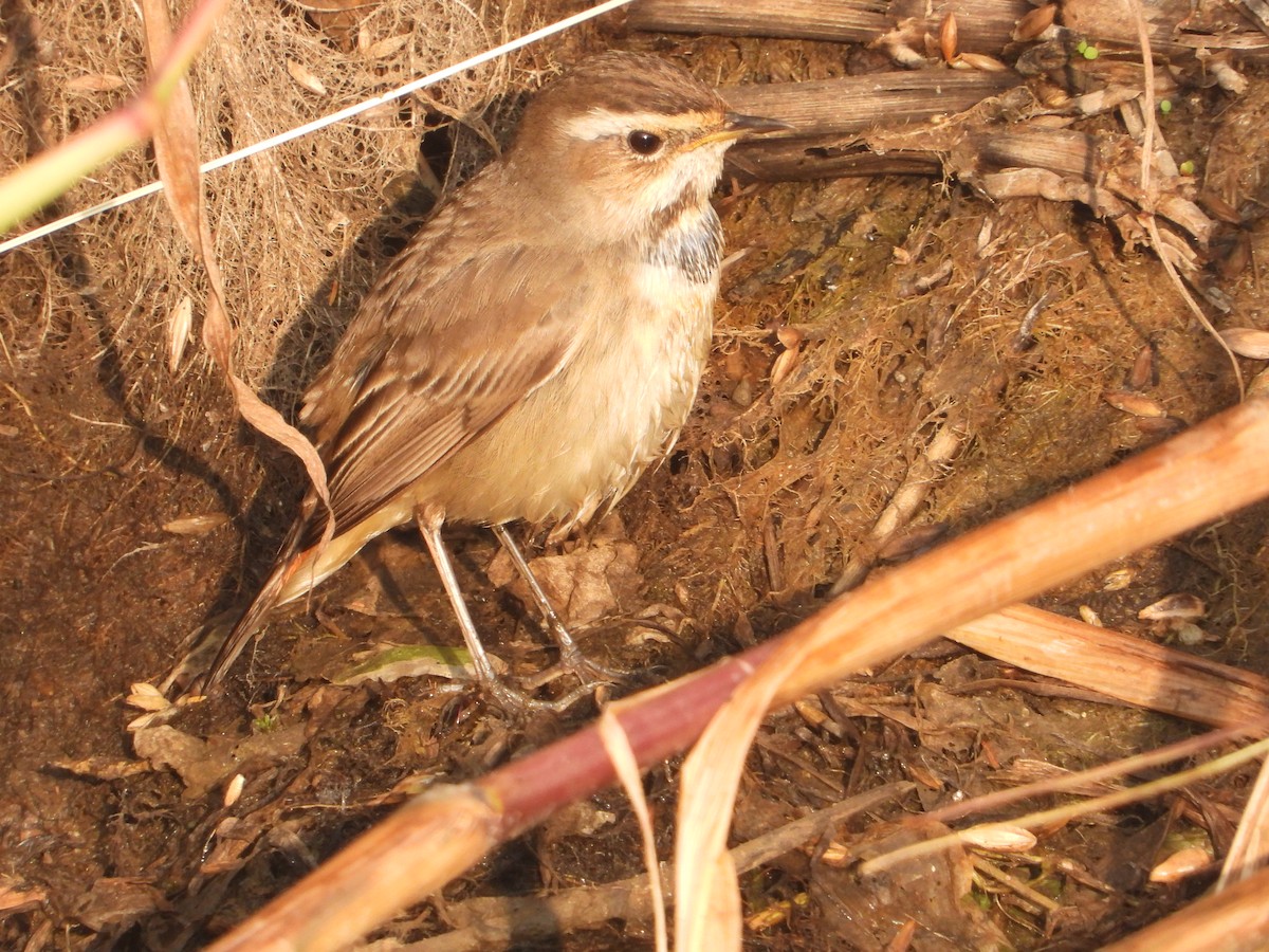 Bluethroat - ML646574806