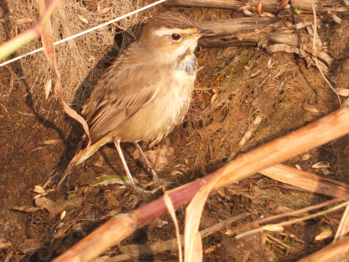 Bluethroat - ML646574807