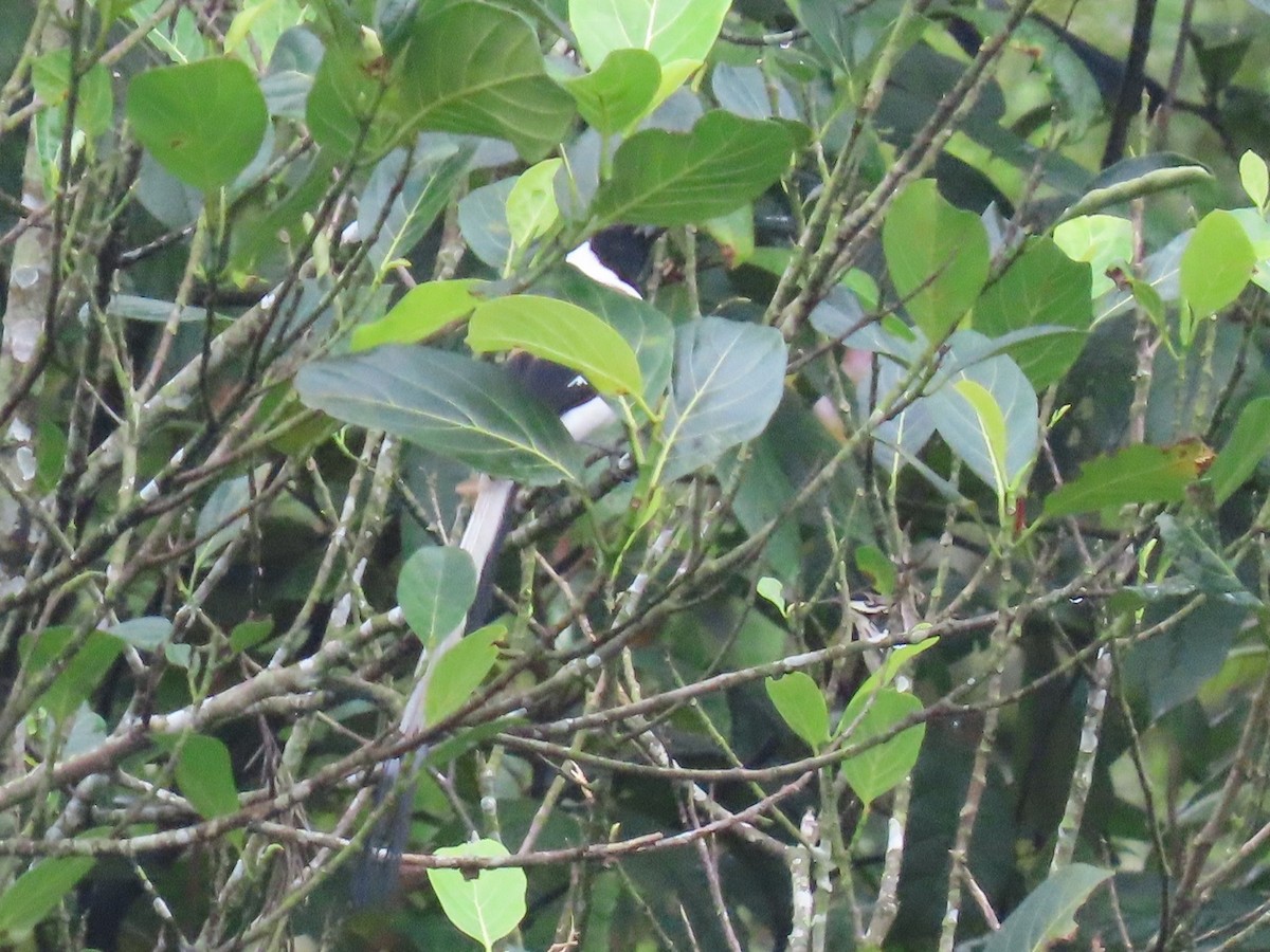 White-bellied Treepie - ML646574808