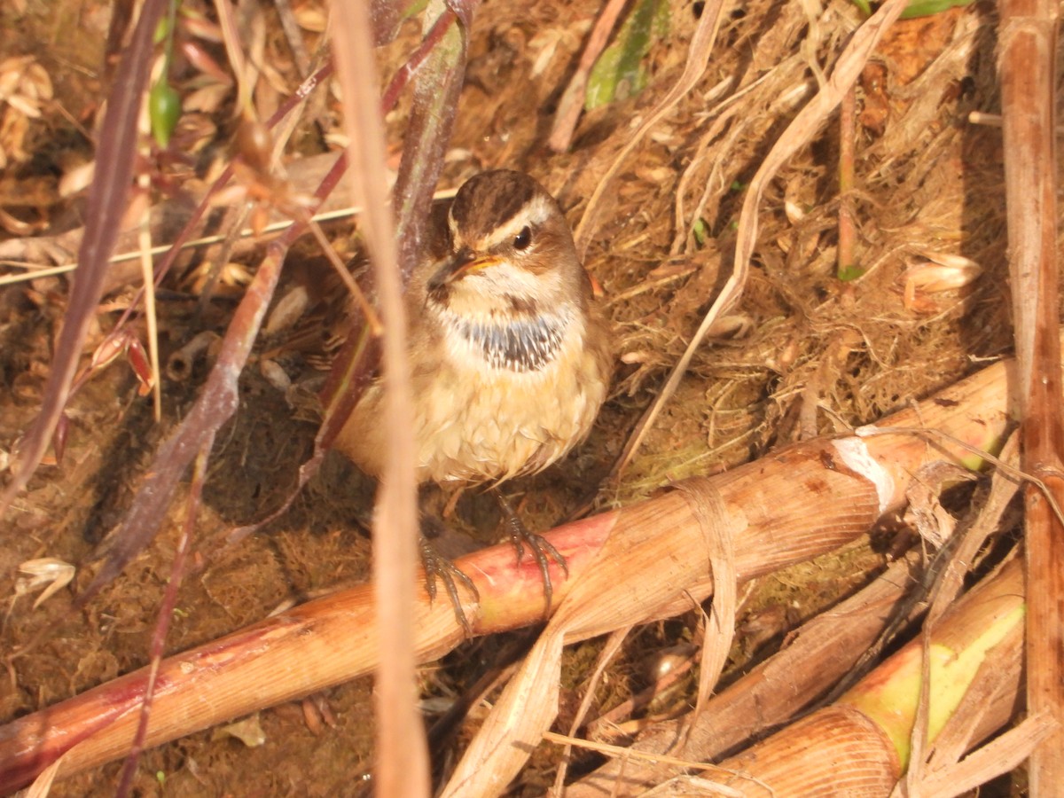 Bluethroat - ML646574809