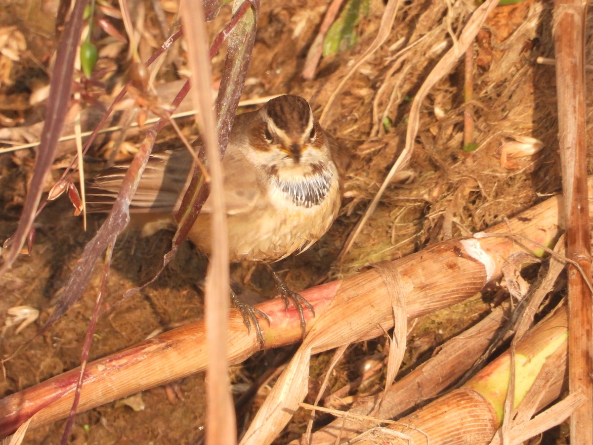 Bluethroat - ML646574810