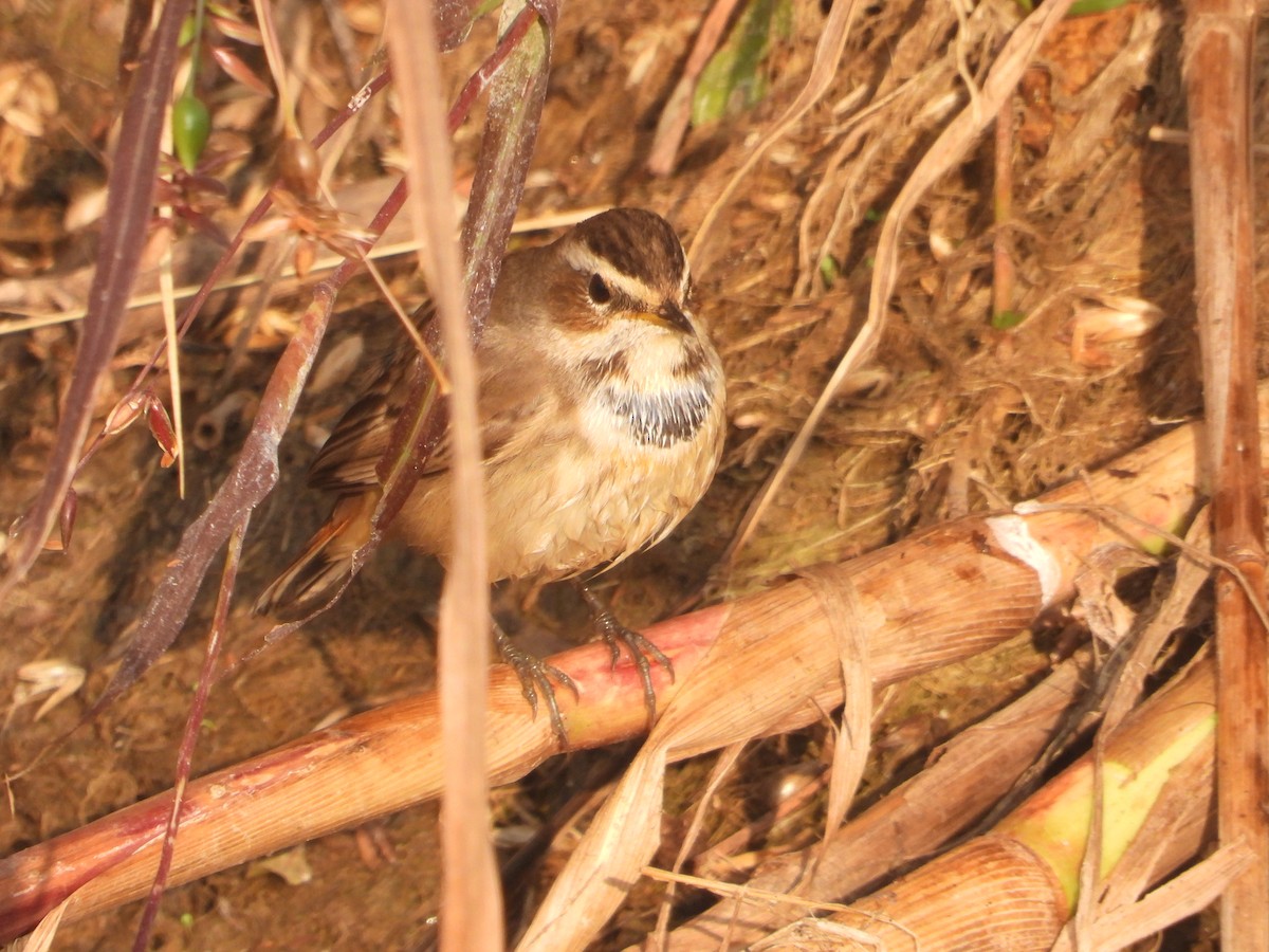 Bluethroat - ML646574811