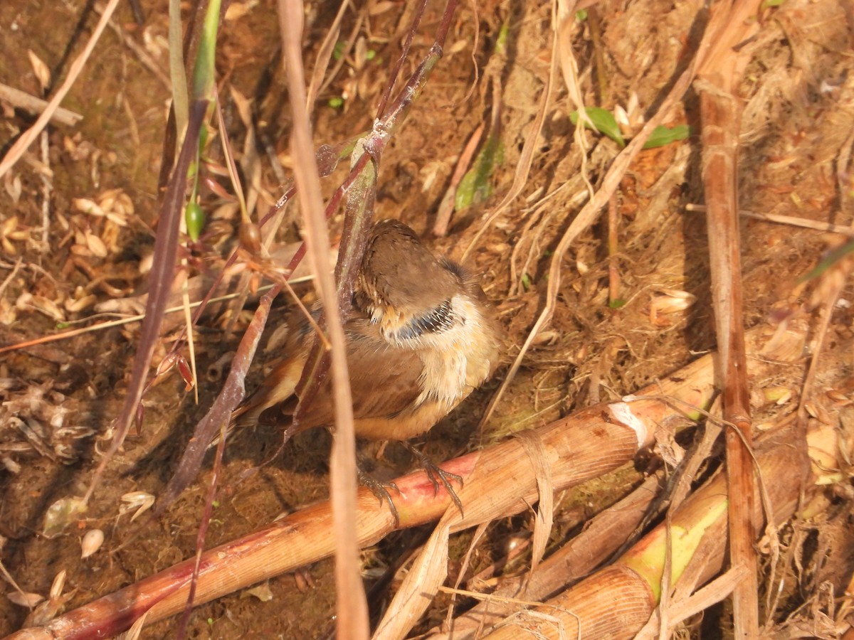Bluethroat - ML646574812