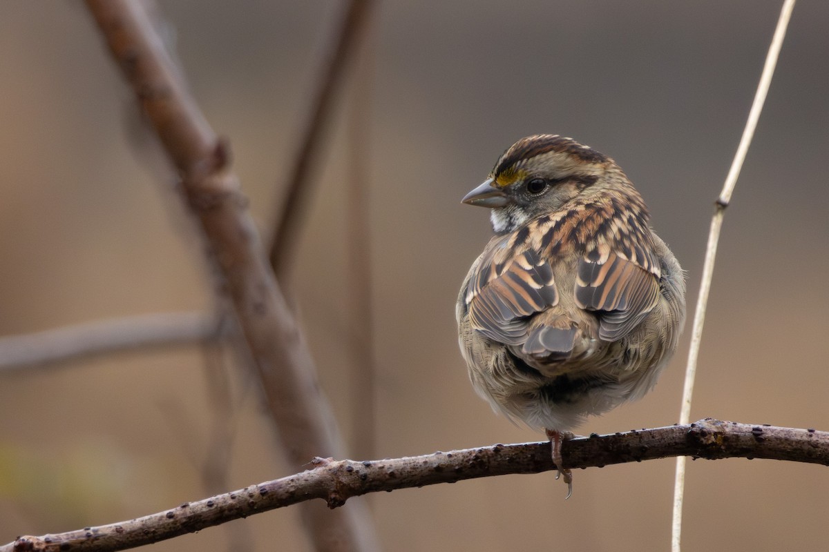 White-throated Sparrow - ML646574813