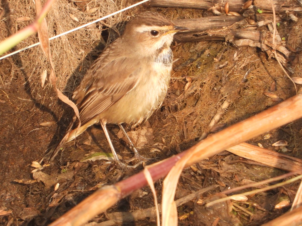Bluethroat - ML646574814