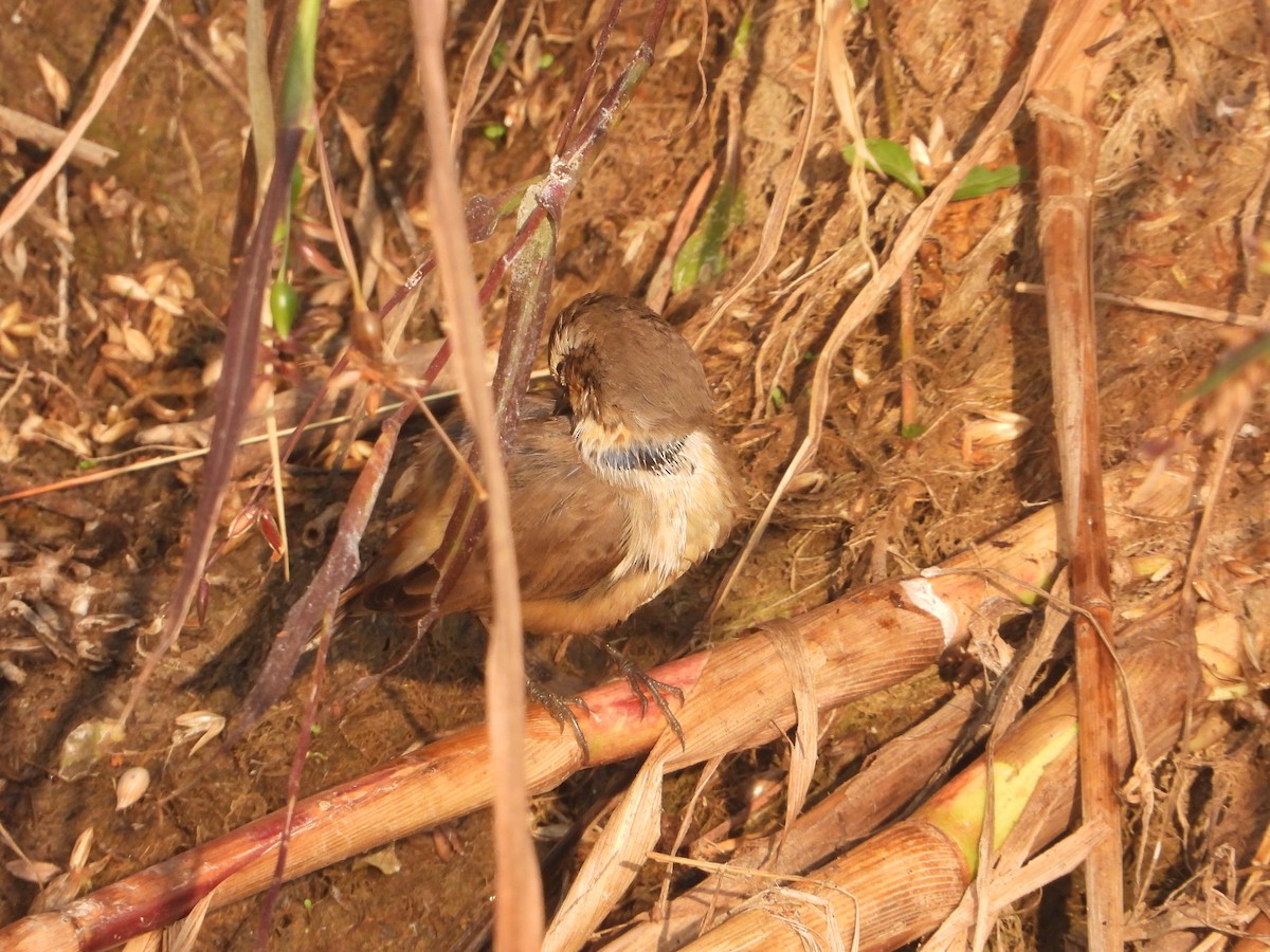 Bluethroat - ML646574815
