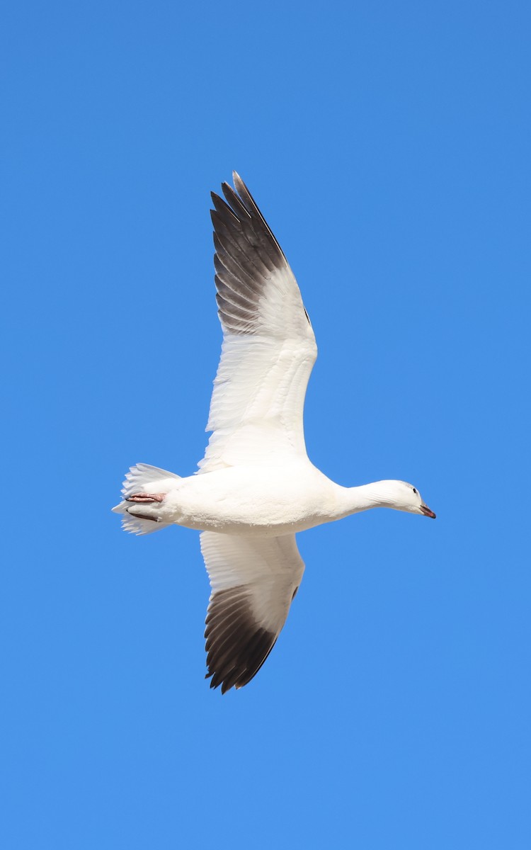 Ross's Goose - ML646574816