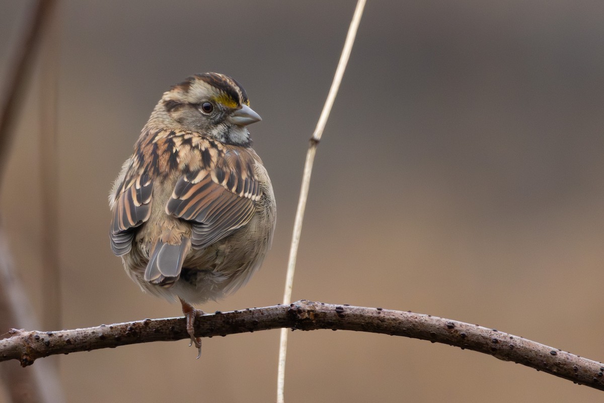 White-throated Sparrow - ML646574817